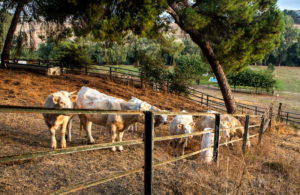 La Perdida. Asador Gastronómico