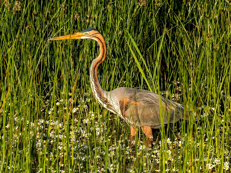 Restaurante Ardea Purpurea