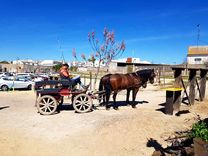 Afayca. Detapasconchencho