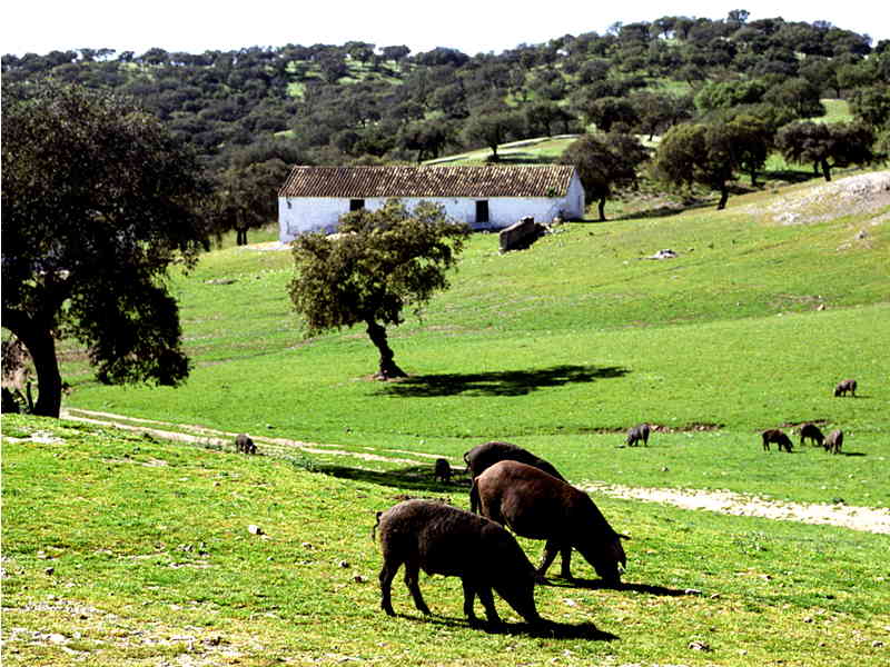 Ruta del Ibérico Dehesa de Extremadura. Detapasconchencho