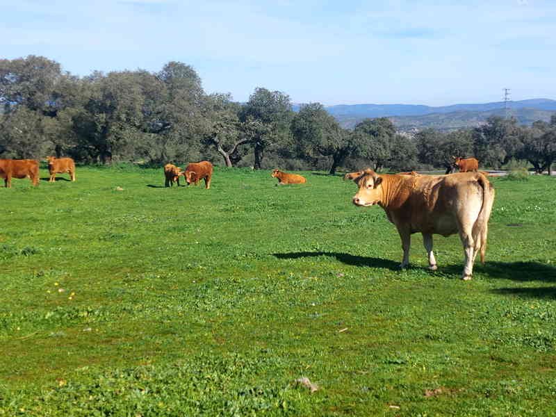 Ruta del Ibérico Dehesa de Extremadura. Detapasconchencho