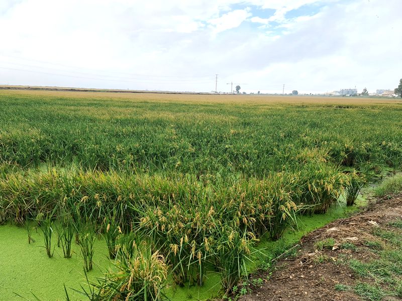 Ruta Gastronómica por el Bajo Guadalquivir. Detapasconchencho